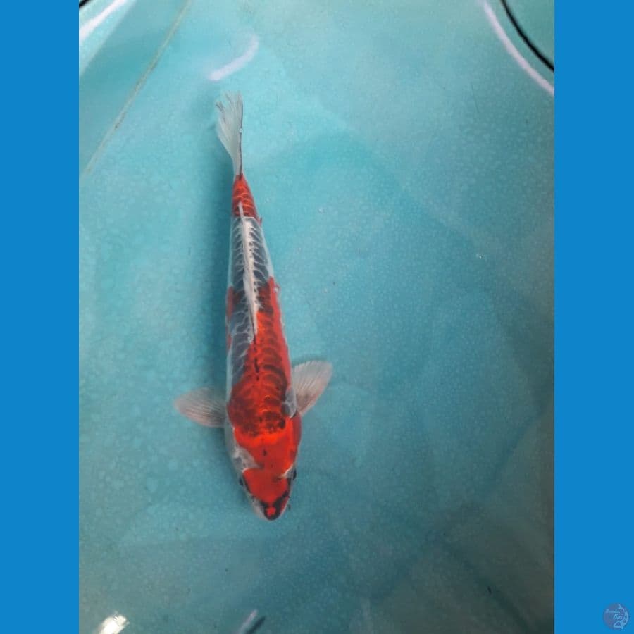 Beni kikuryu 33cm male