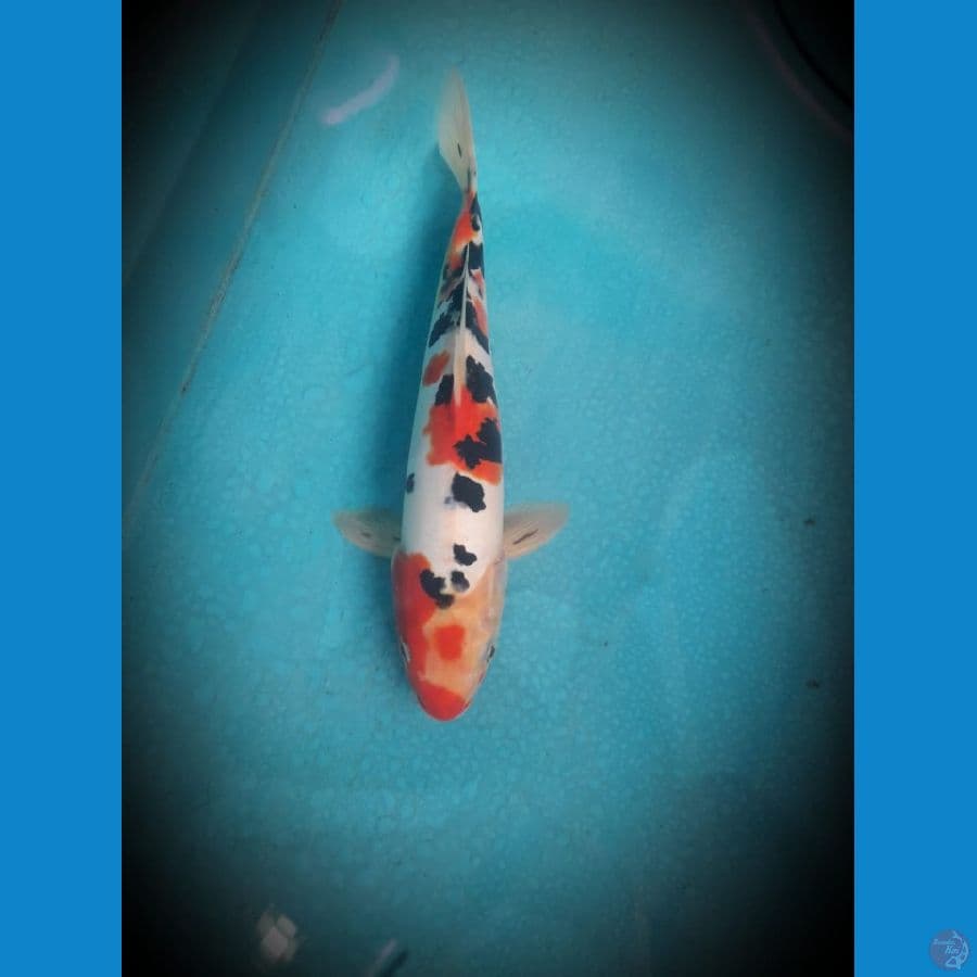 Showa doitsu male 31 cm