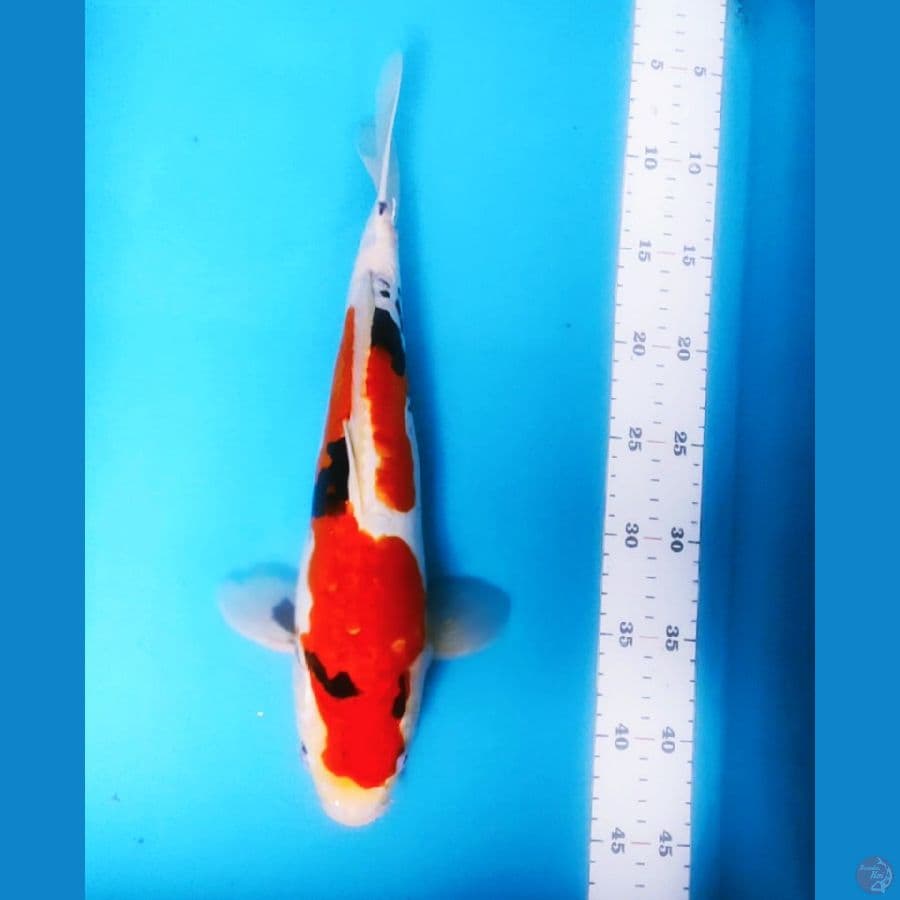 doitsu showa 35cm
