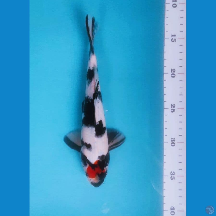 original tancho showa 23cm male