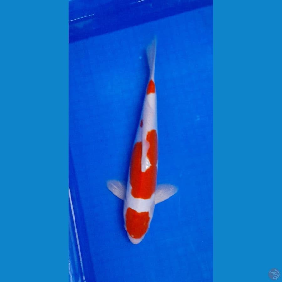 maruten kohaku doit 36 cm