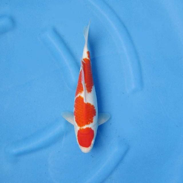 ONE KOIS FARM