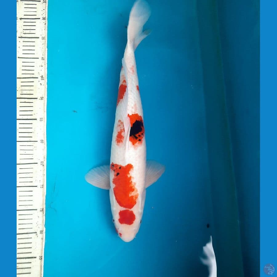 53xm tategoi showa Male