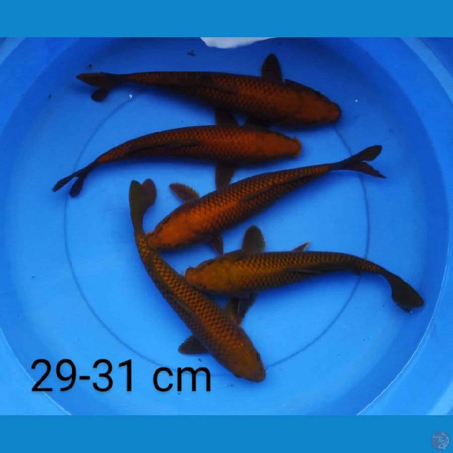 chagoi tembogo 5 ekor 29-31 cm