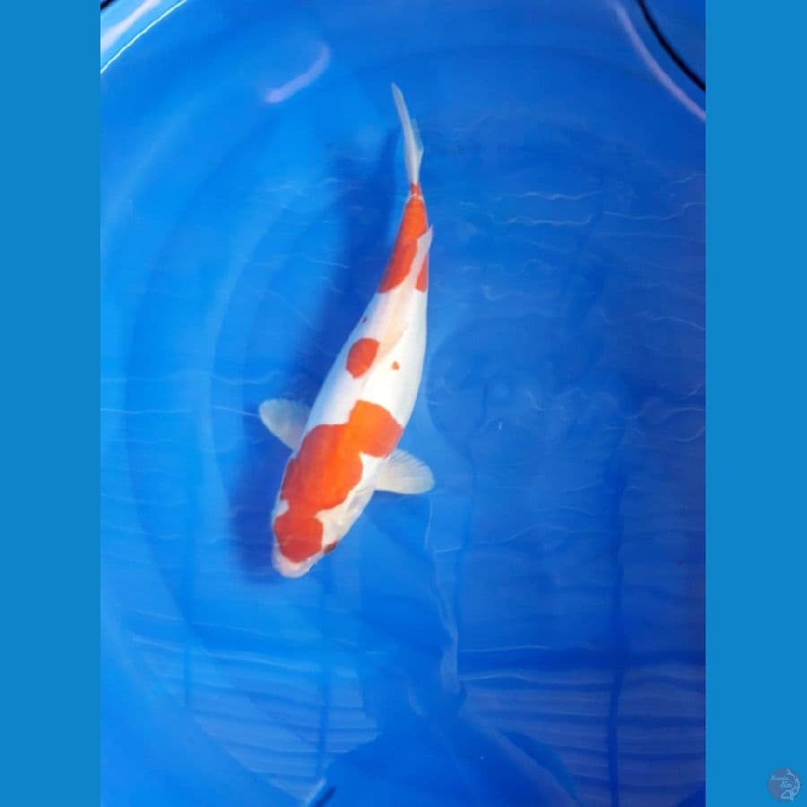 Kohaku doitsu 35cm