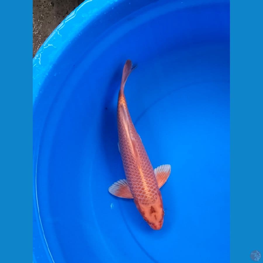Male ogon Ginrin 34xm