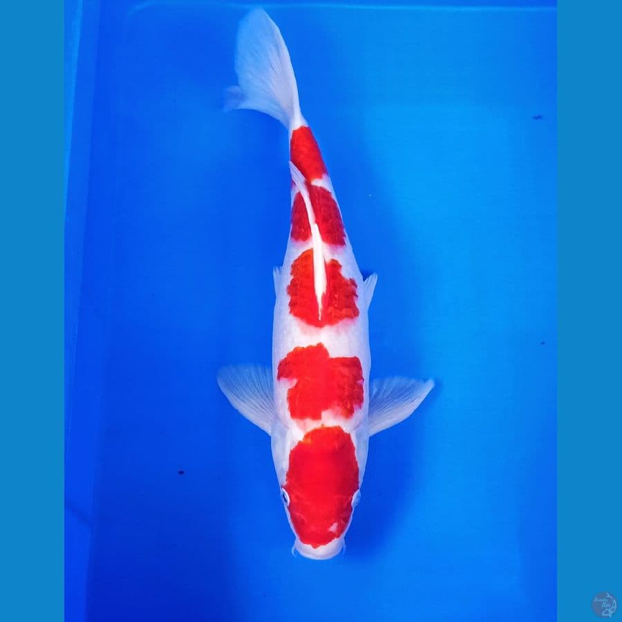 40up original kohaku 4step
