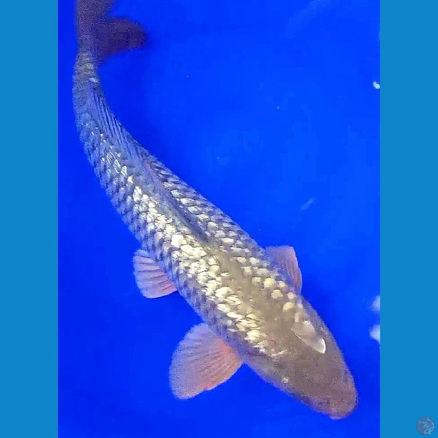 jumbo midori ginrin padat M 46 cm