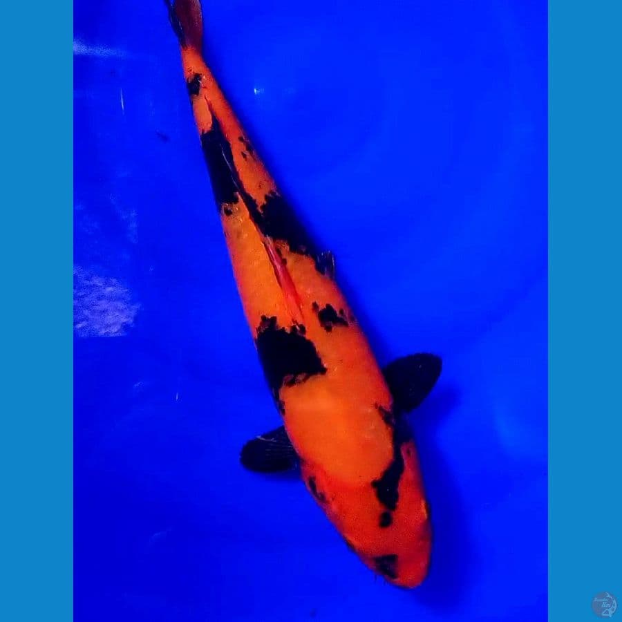 hiutsuri halus 37 cm