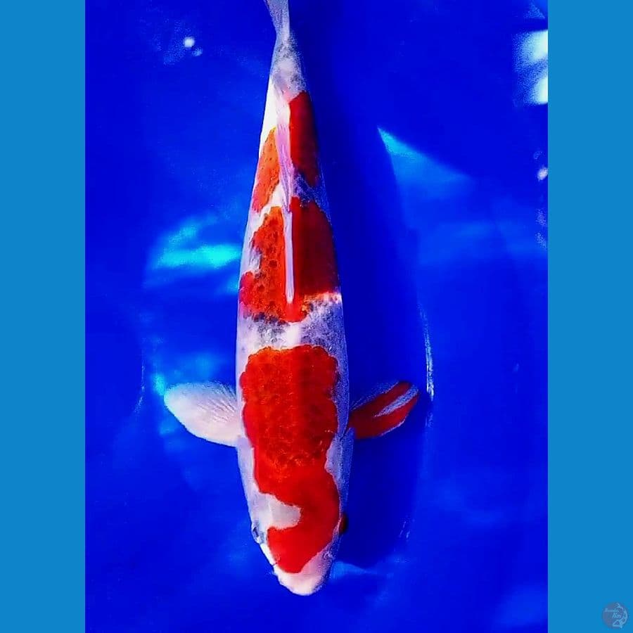 goshiki red strong M 36 cm
