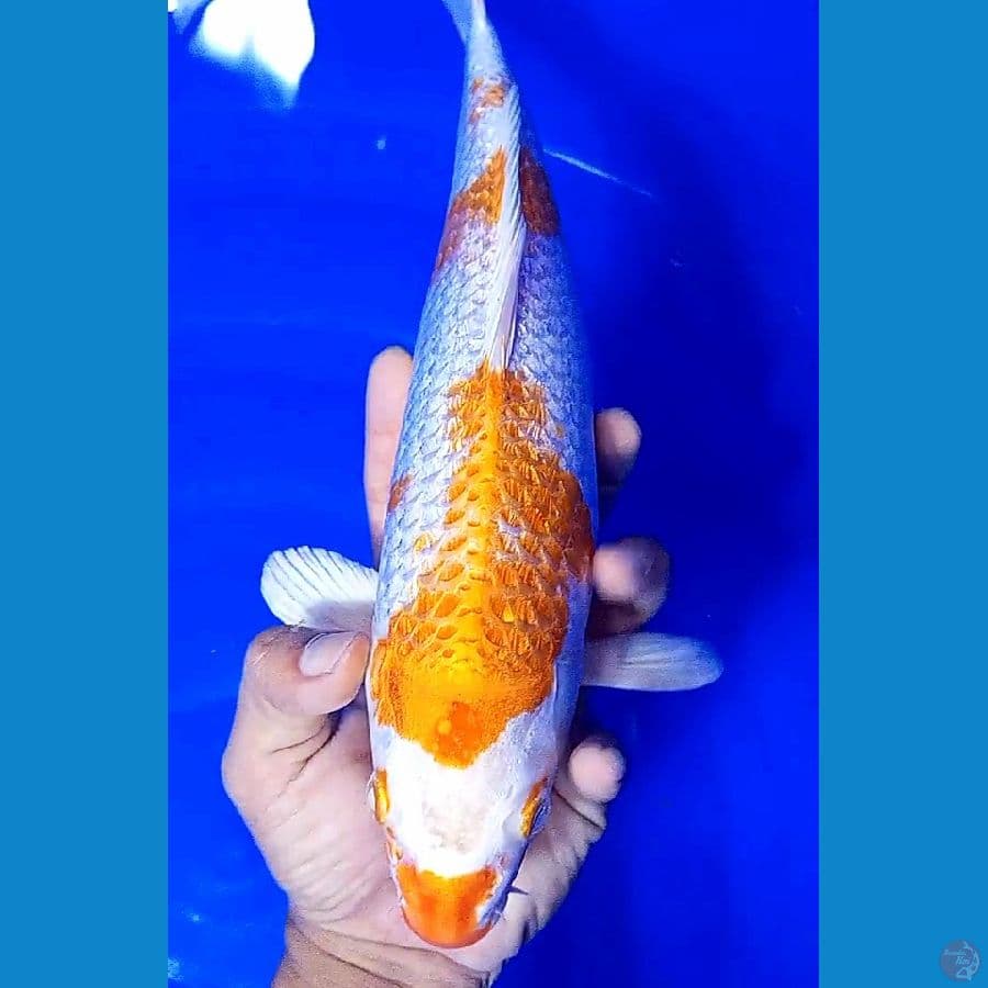 hariwake ginrin f34 cm
