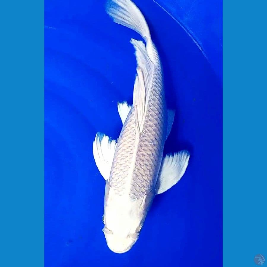jumbo kumpay platinum f41 cm