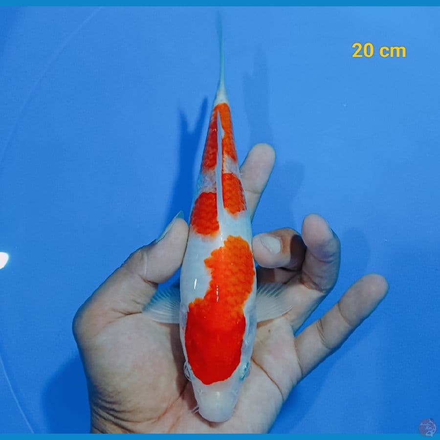 Kohaku 20 cm