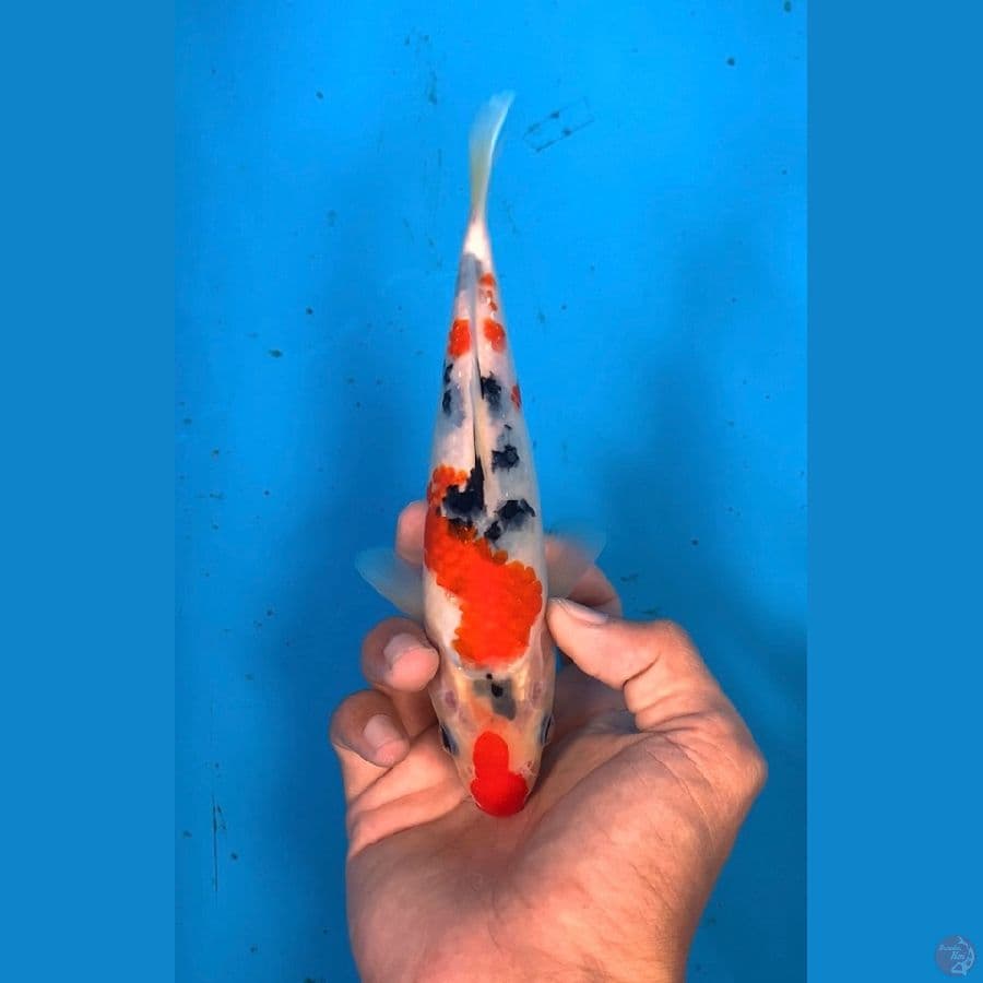 SQ SANKE 21 CM
