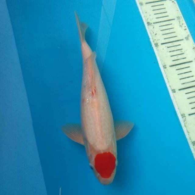 CEMOL 4- TANCO KOHAKU ORI