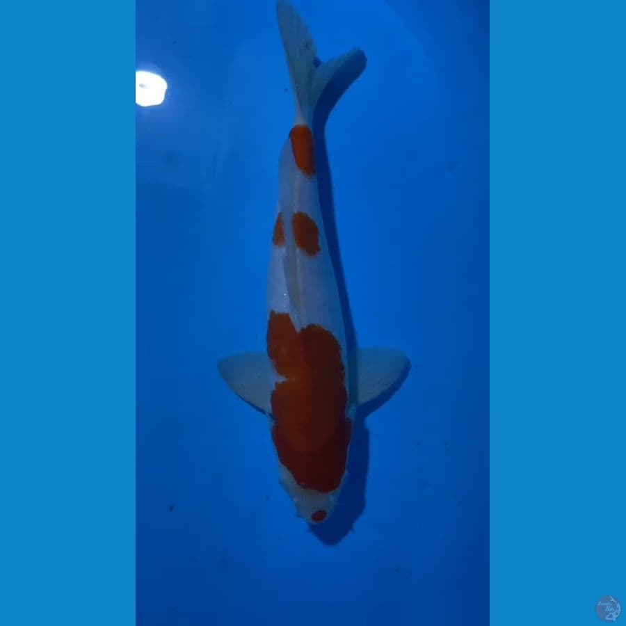 kohaku 3step ori 35 cm