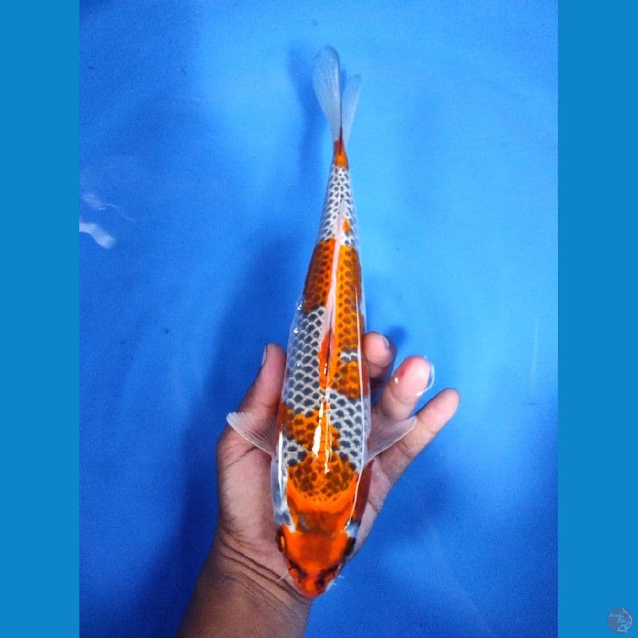 Benigingga 30CM FM