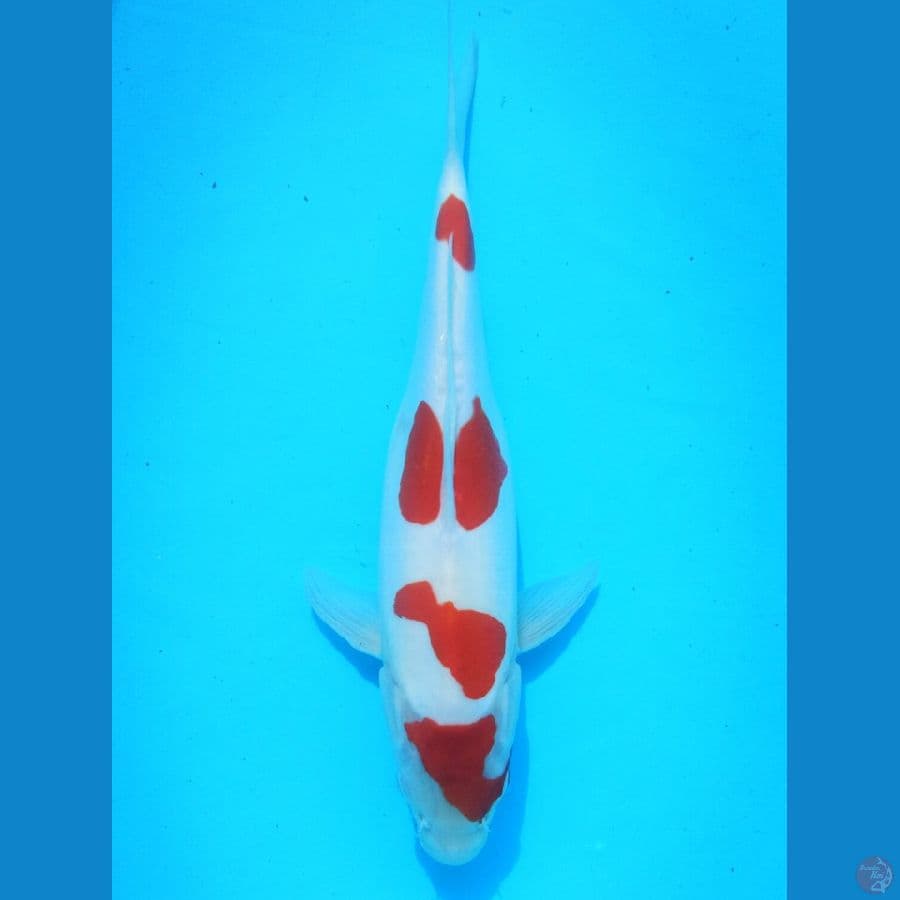 Doitsu Murni Original 33cm