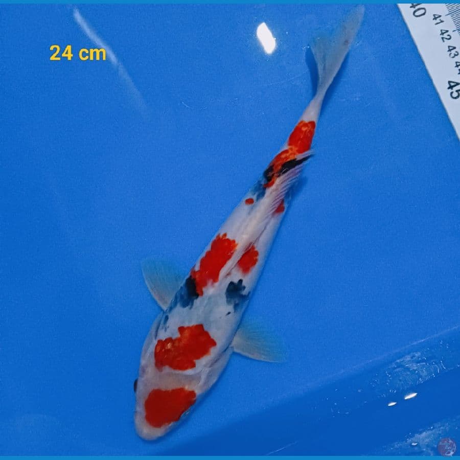sanke male 24 cm