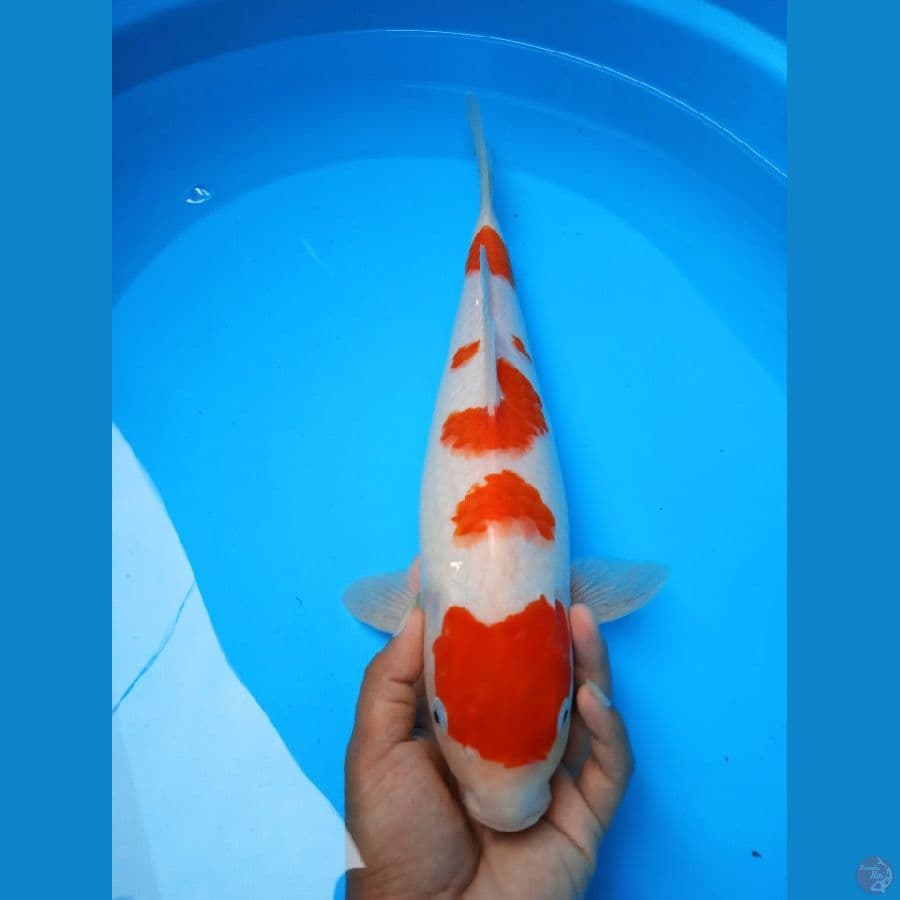 HQUALITY 38CM KOHAKU MARUTEN FEMALW