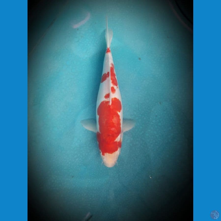 Kohaku doitsu 35 cm
