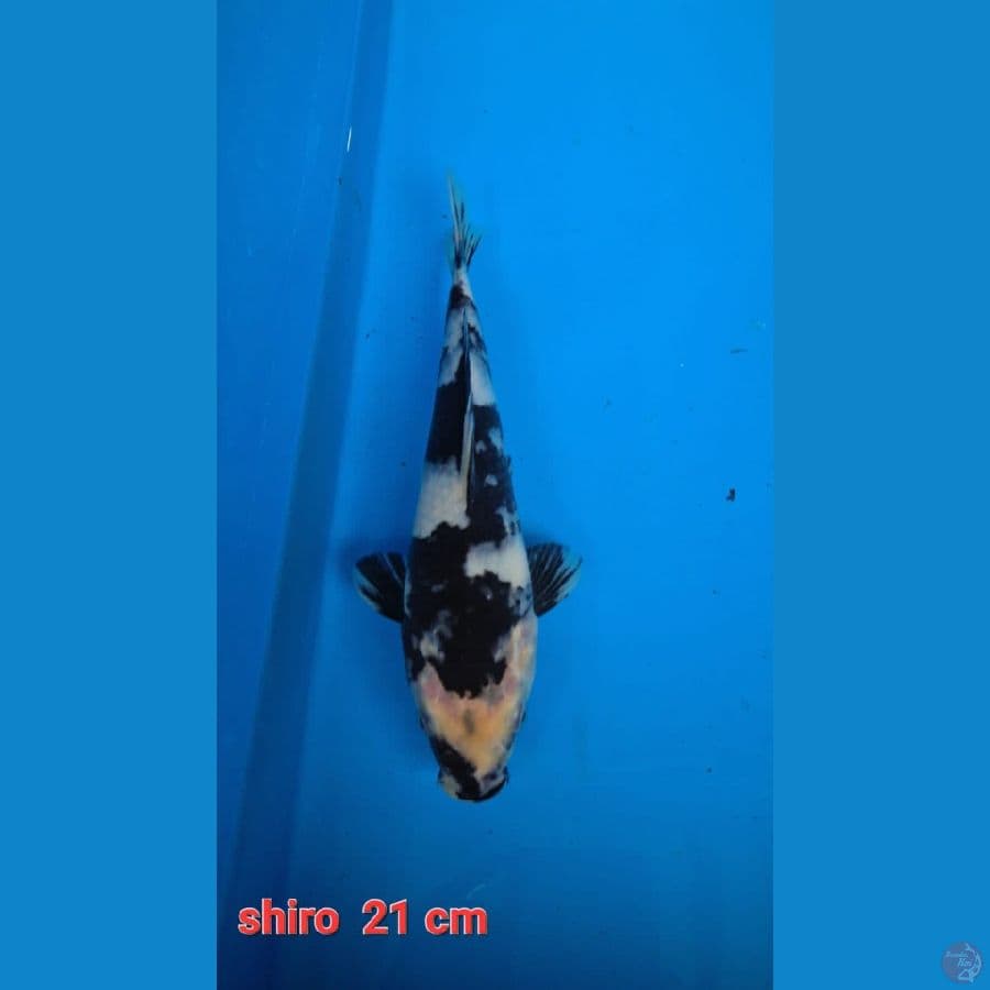 Shiro Bahan 21 cm