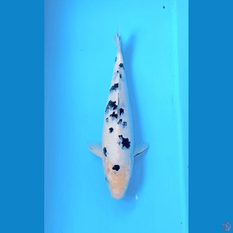 Bekko m 26cm