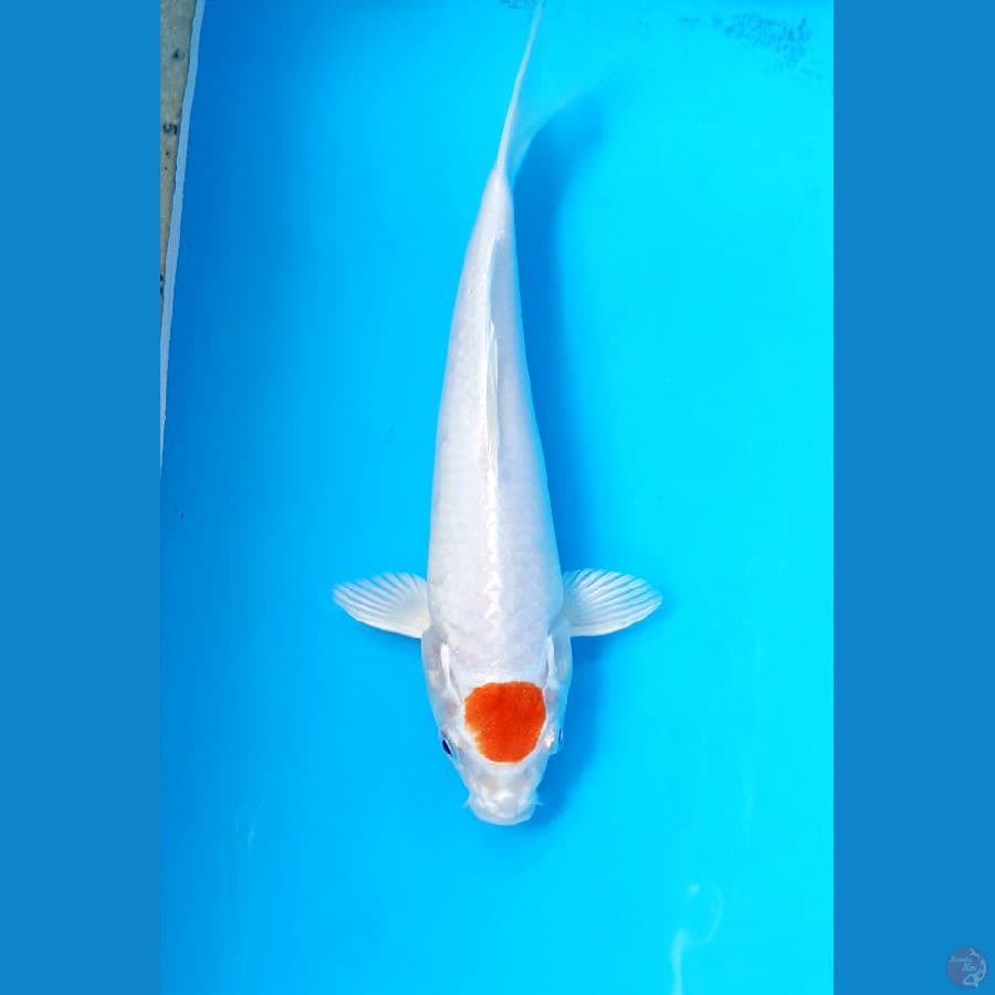 Tancho ogon 23cm