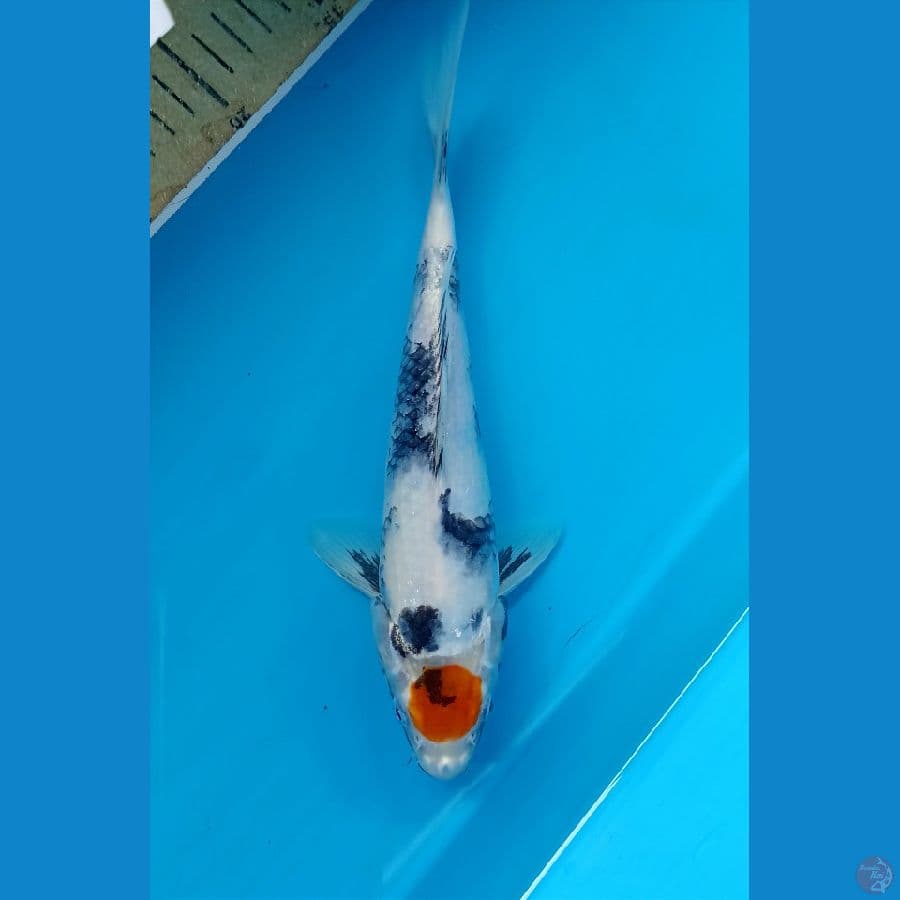 Tancho showa 26cm