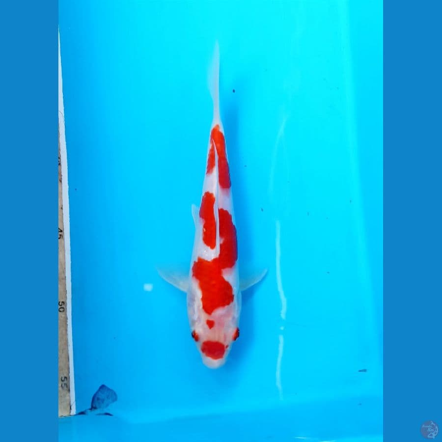 Kohaku 21cm