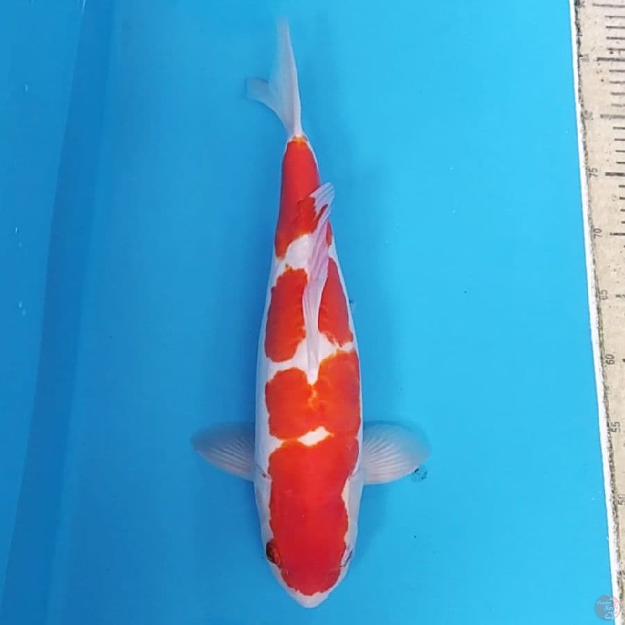 Doitsu Kohaku Murni ~41 male