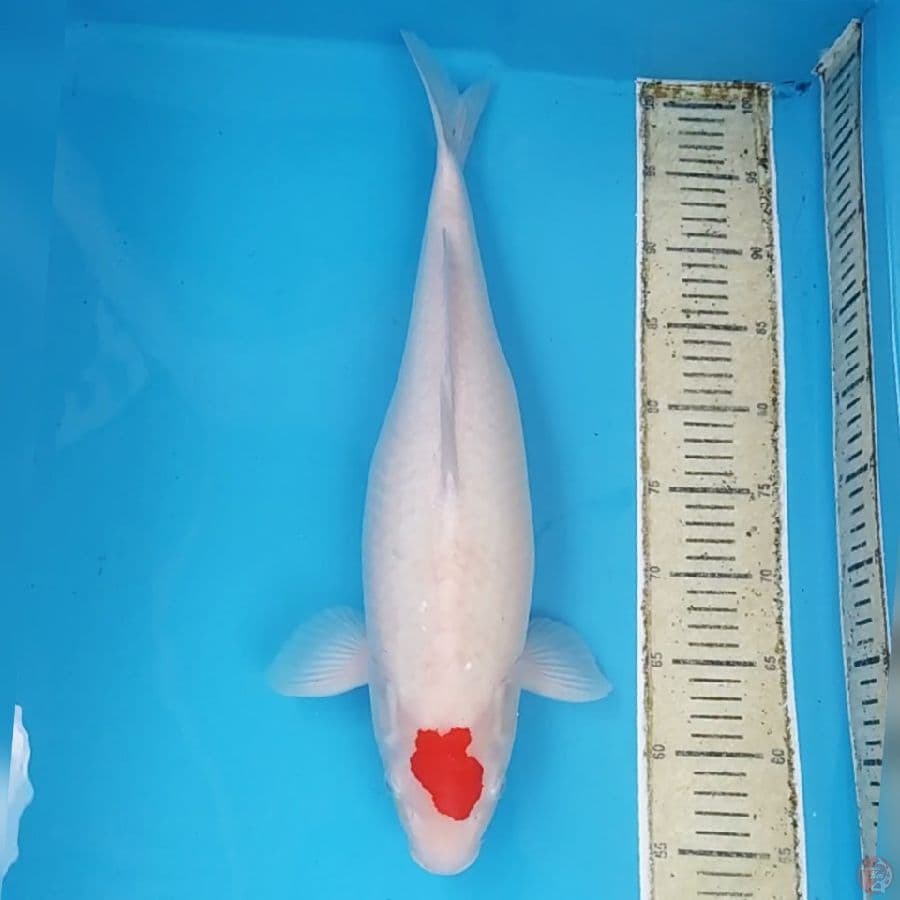 Tancho Kohaku Ori Jumbo ~49 F