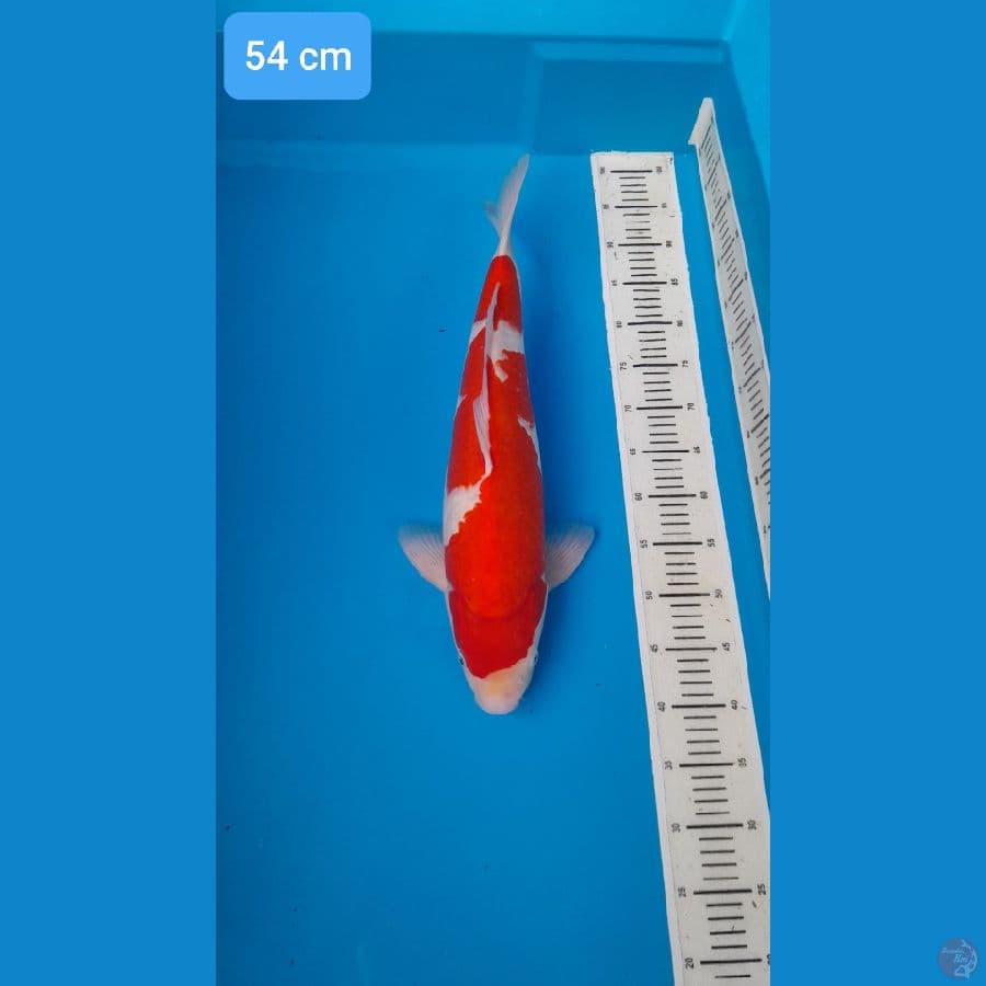 SPESIAL JUMBO 54 CM MUNUK TAPI BUKAN POLOSAN ~ KOHAKU 54 CM ORIGINAL DARI TELUR