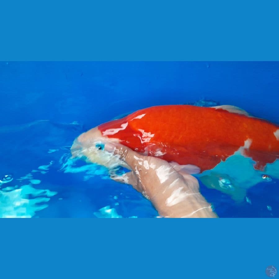SPESIAL JUMBO 54 CM MUNUK TAPI BUKAN POLOSAN ~ KOHAKU 54 CM ORIGINAL DARI TELUR