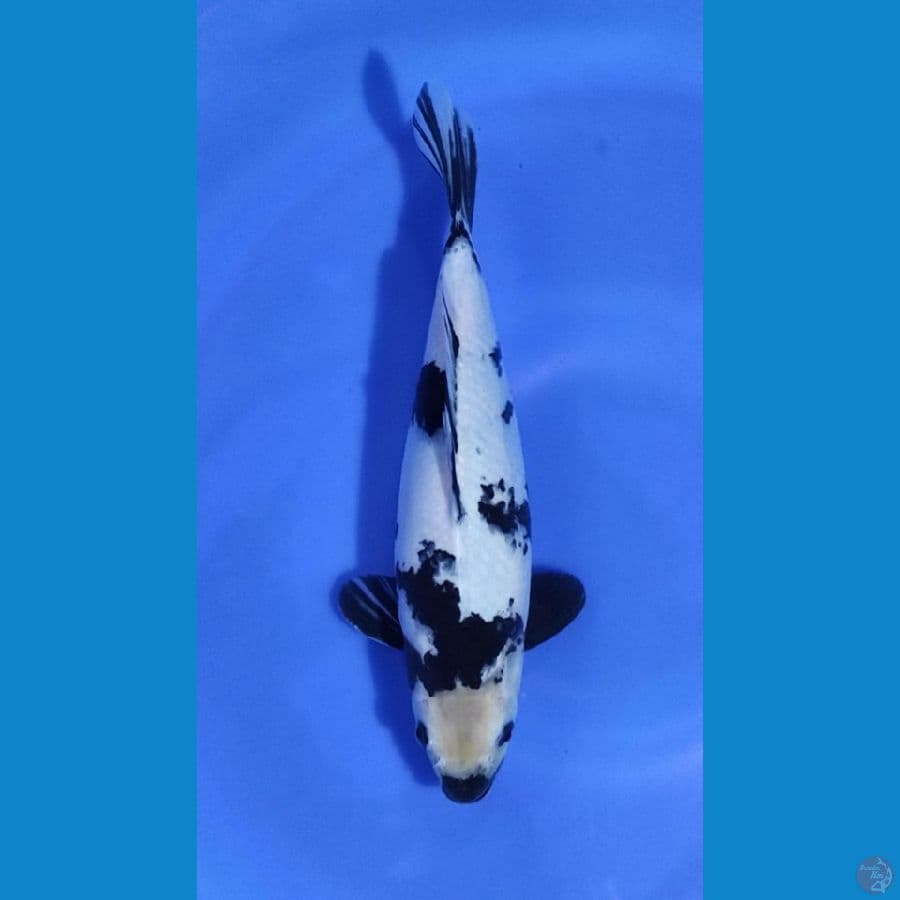 SHIRO 30CM