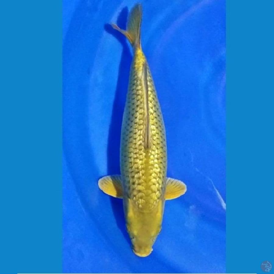 MIDORIGOI 38CM