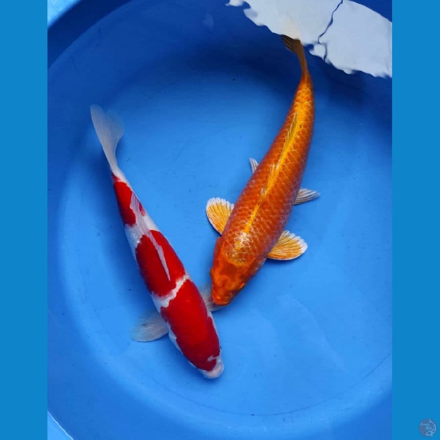 KOHAKU X OGON 36-37CM
