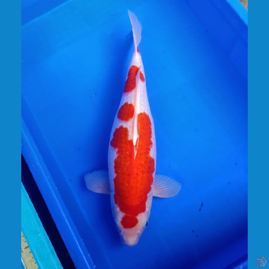 43cm kohaku oriee bulky jitaii