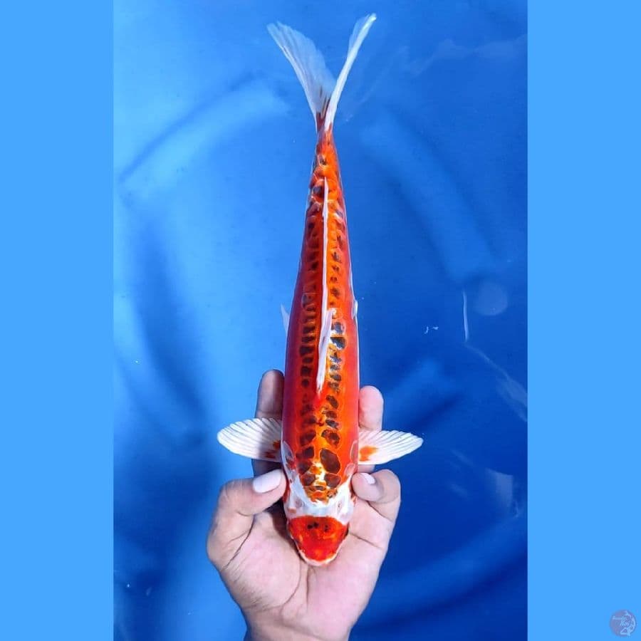(30CM) MARUTEN KUJAKU DOITSU - M