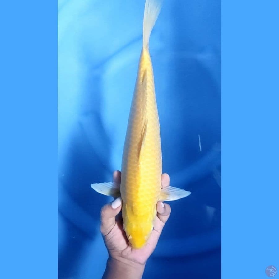 (38CM) JARING RAPI MATA MERAH - F