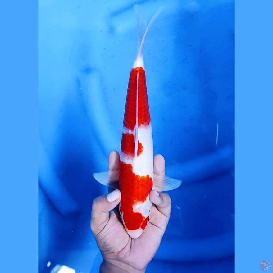 (30CM) KOHAKU MANTAP - F