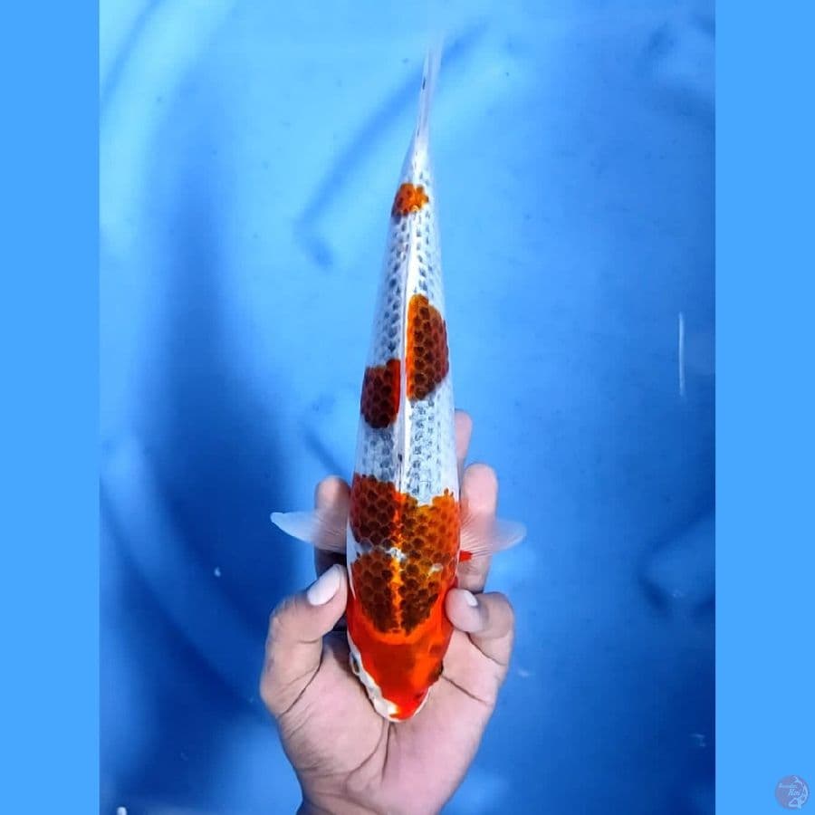 (29CM) GHOSIKI MANTAP - F