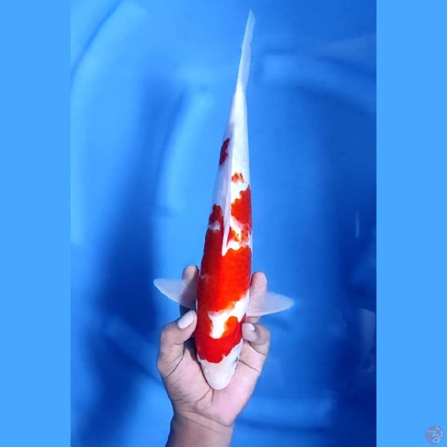 (34CM) KOHAKU JOZ - M