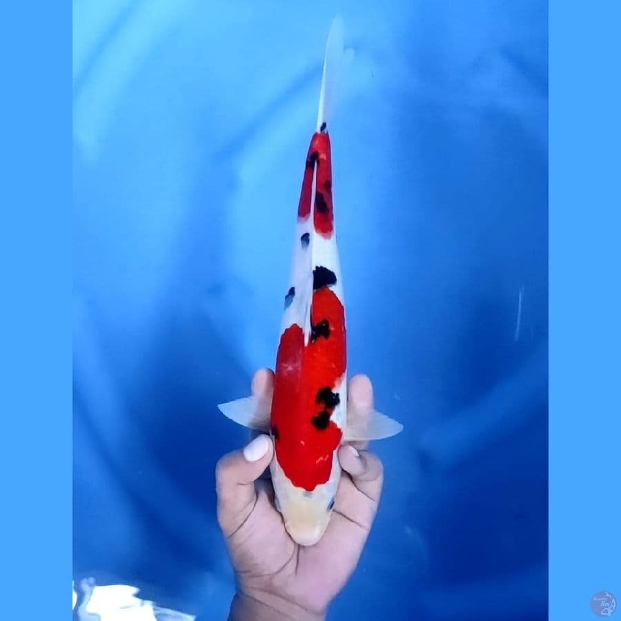 (31CM) SANKE JOZ - M