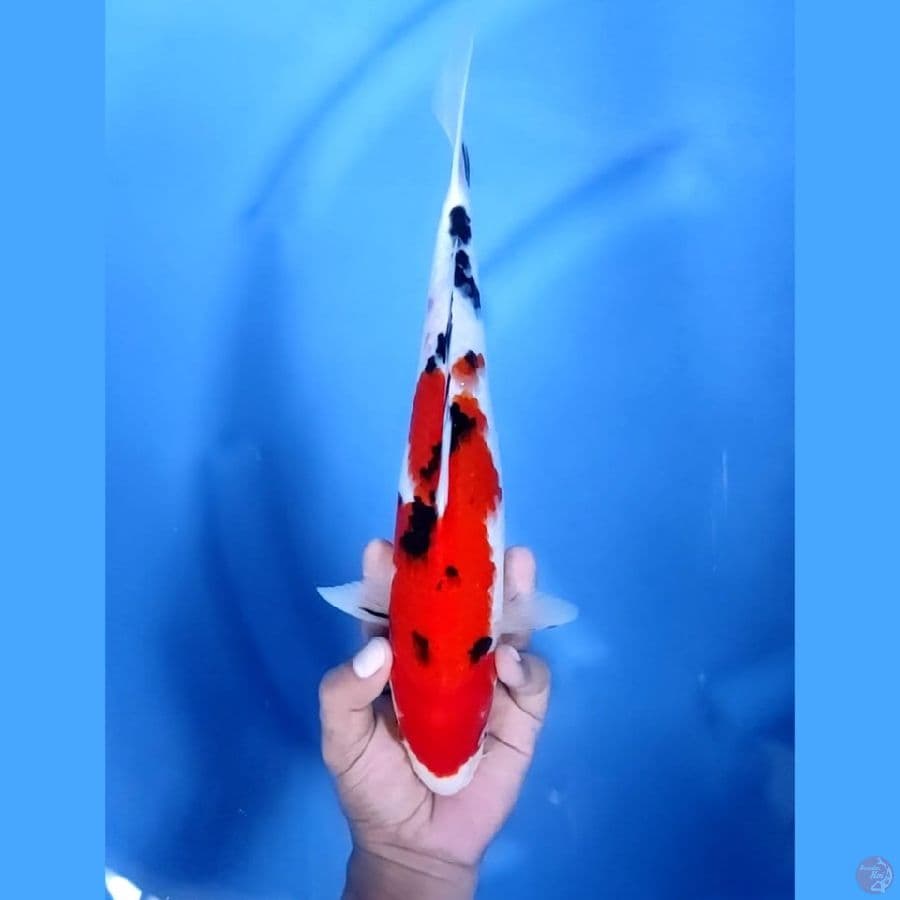 (33CM) SANKE MANTAP - F