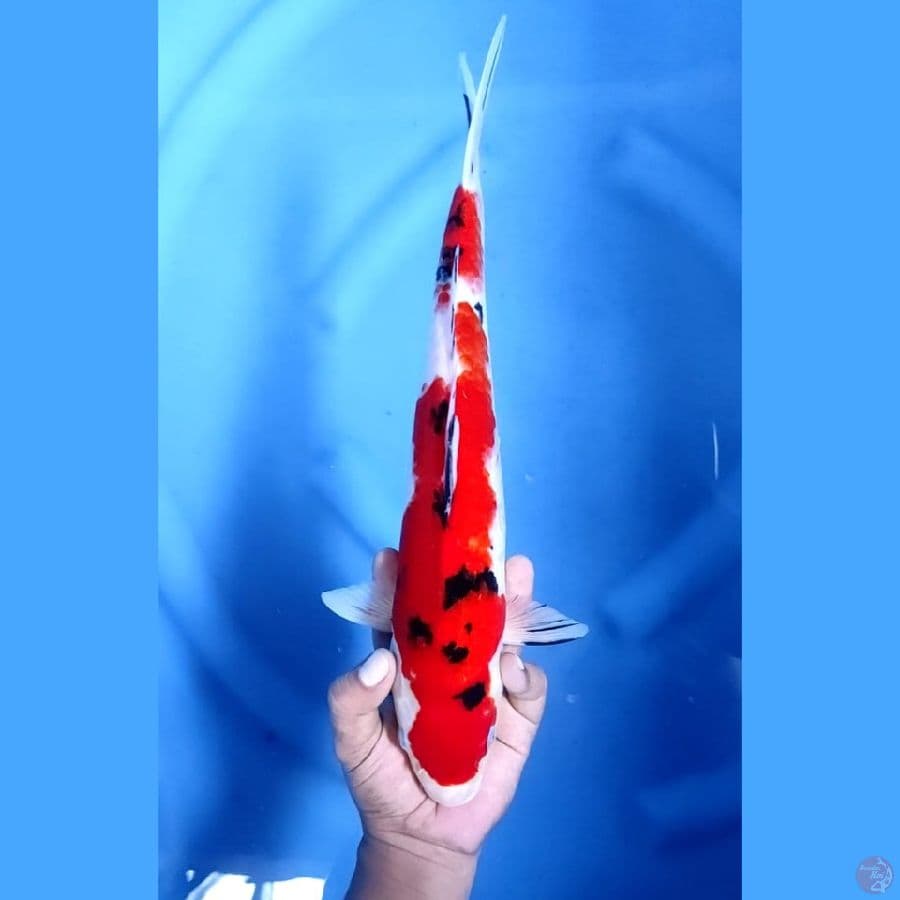 (36CM) SANKE JOSS - F