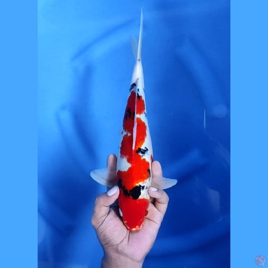 (32CM) SANKE INAZUMA - M