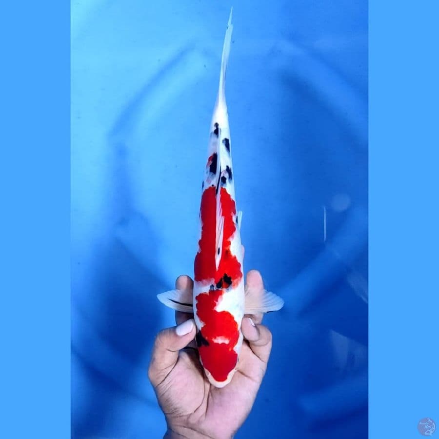 (30CM) SANKE MANTAF - M