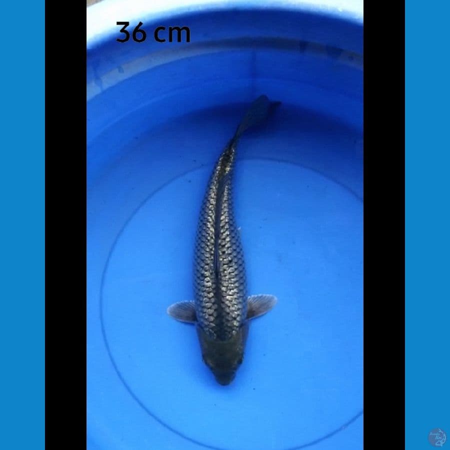 Blackdiamond 36 cm
