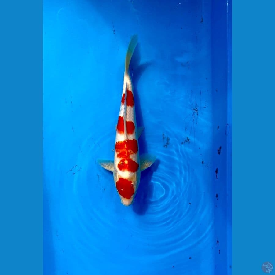 KOHAKU MARUTEN 35cm Fm
